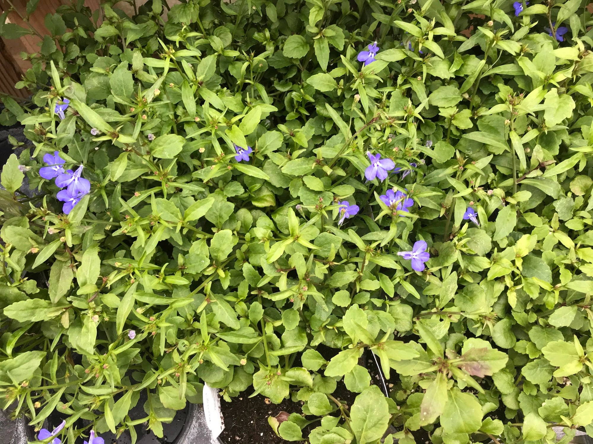 Lobelia, Waterfall Blue