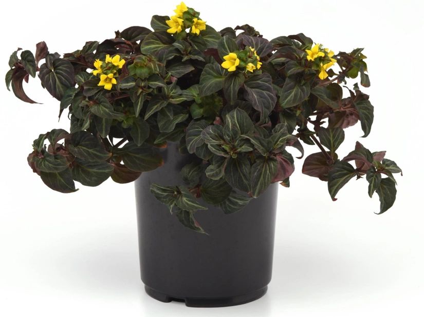 Lysimachia a. 'Night Light'