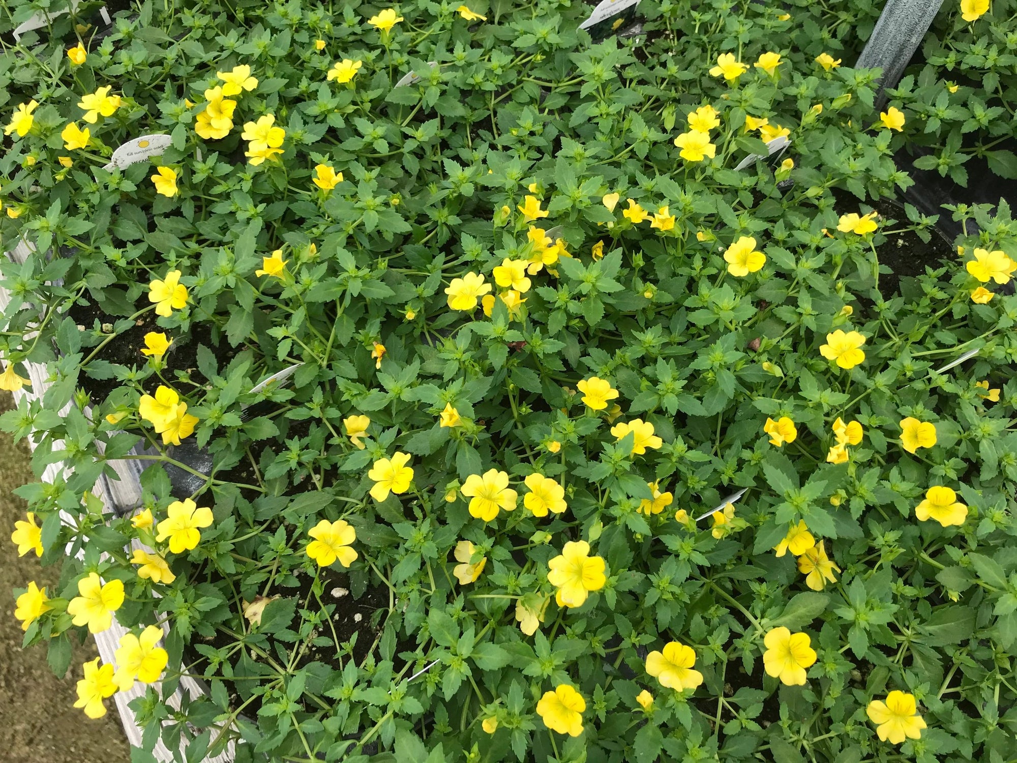 Mecardonia, Little Sunshine