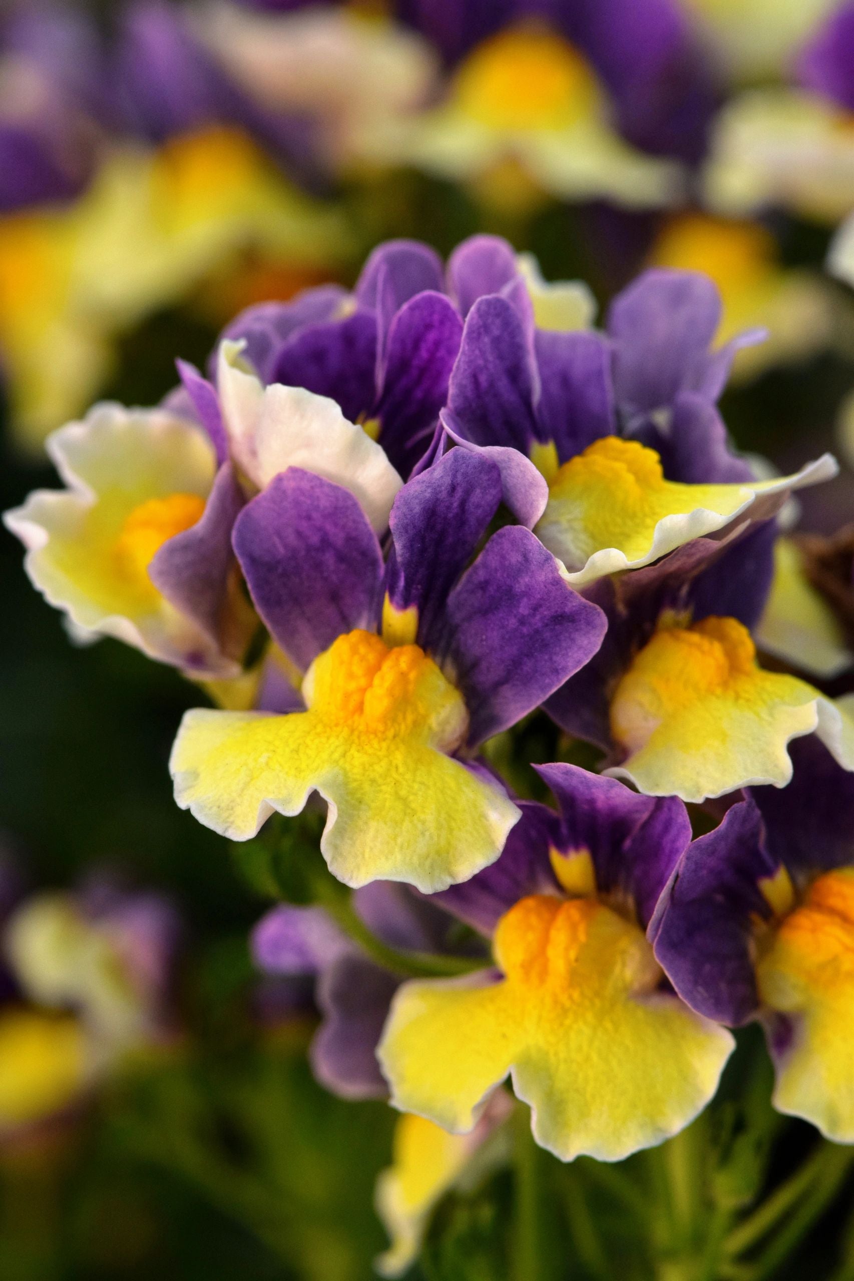 Nemesia, Escential Blueberry Custard