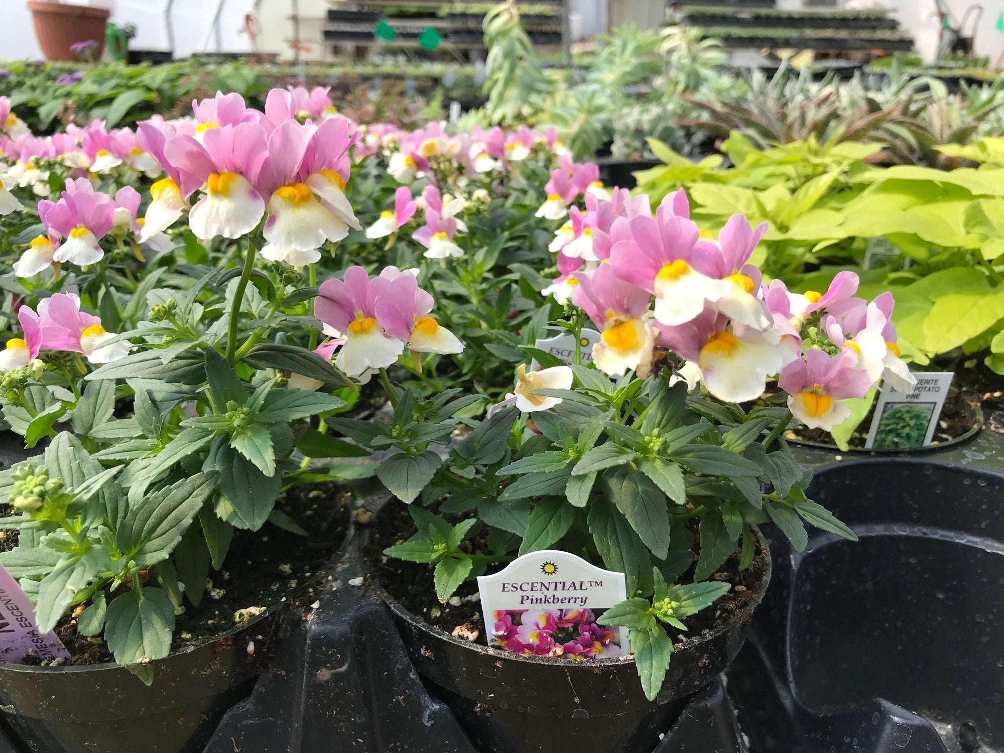 Nemesia, Escential Pinkberry