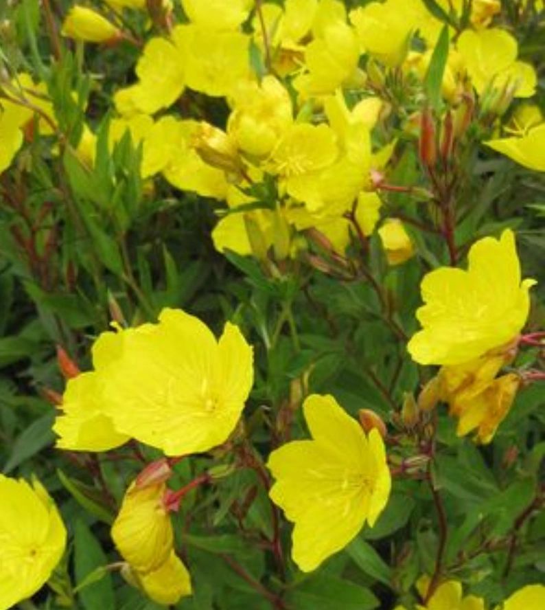 Oenothera tetragona