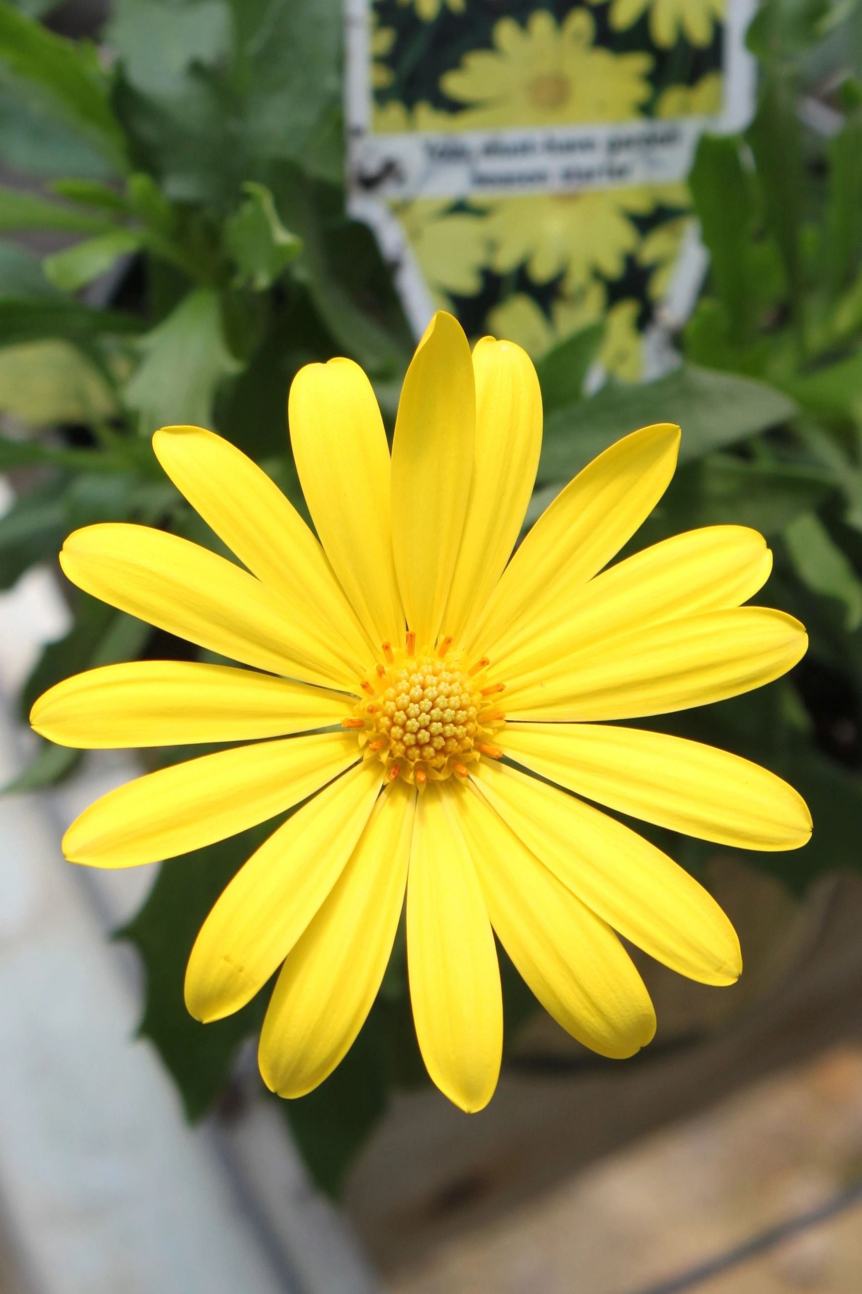 Osteospermum, Voltage Yellow