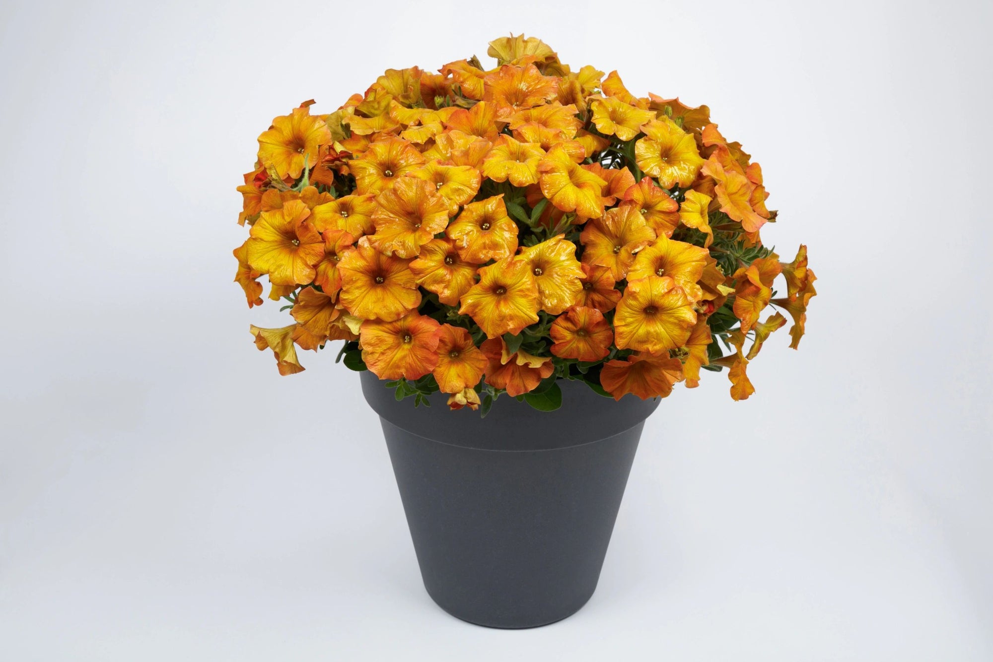 Petchoa, Supercal Orange Sunset