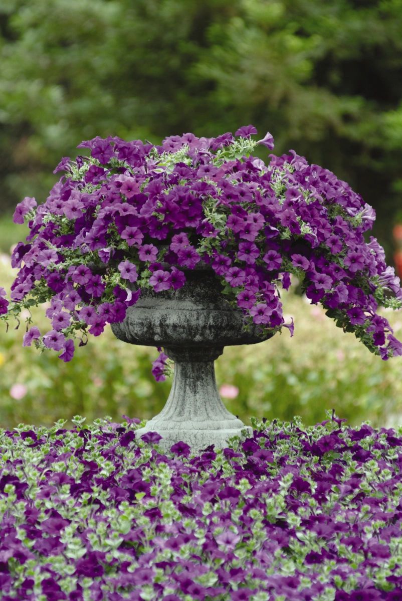 Petunia, Easy Wave® Blue