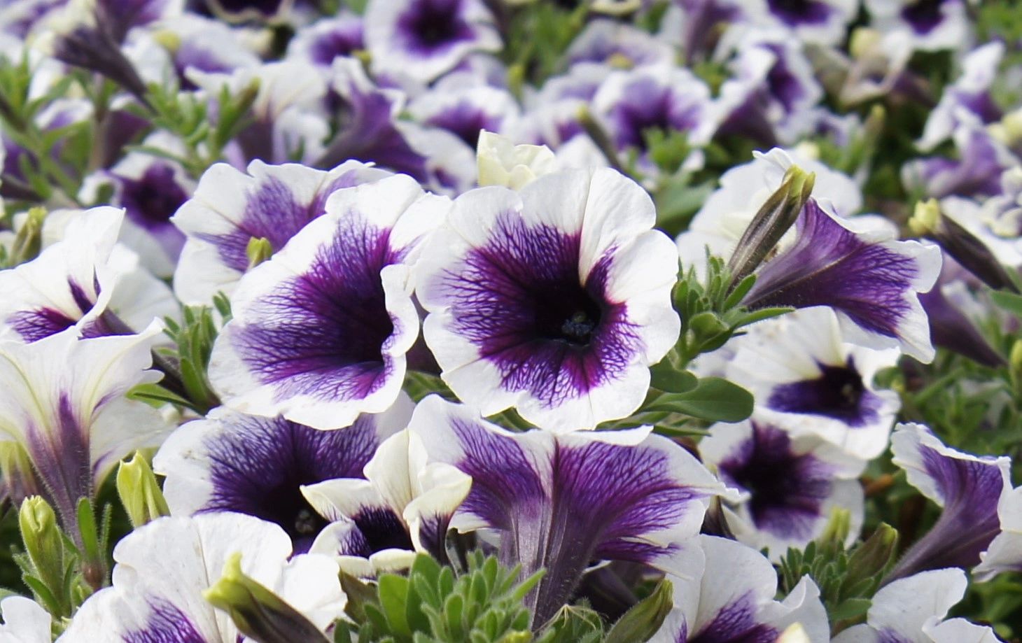 Petunia, Potunia Purple Halo