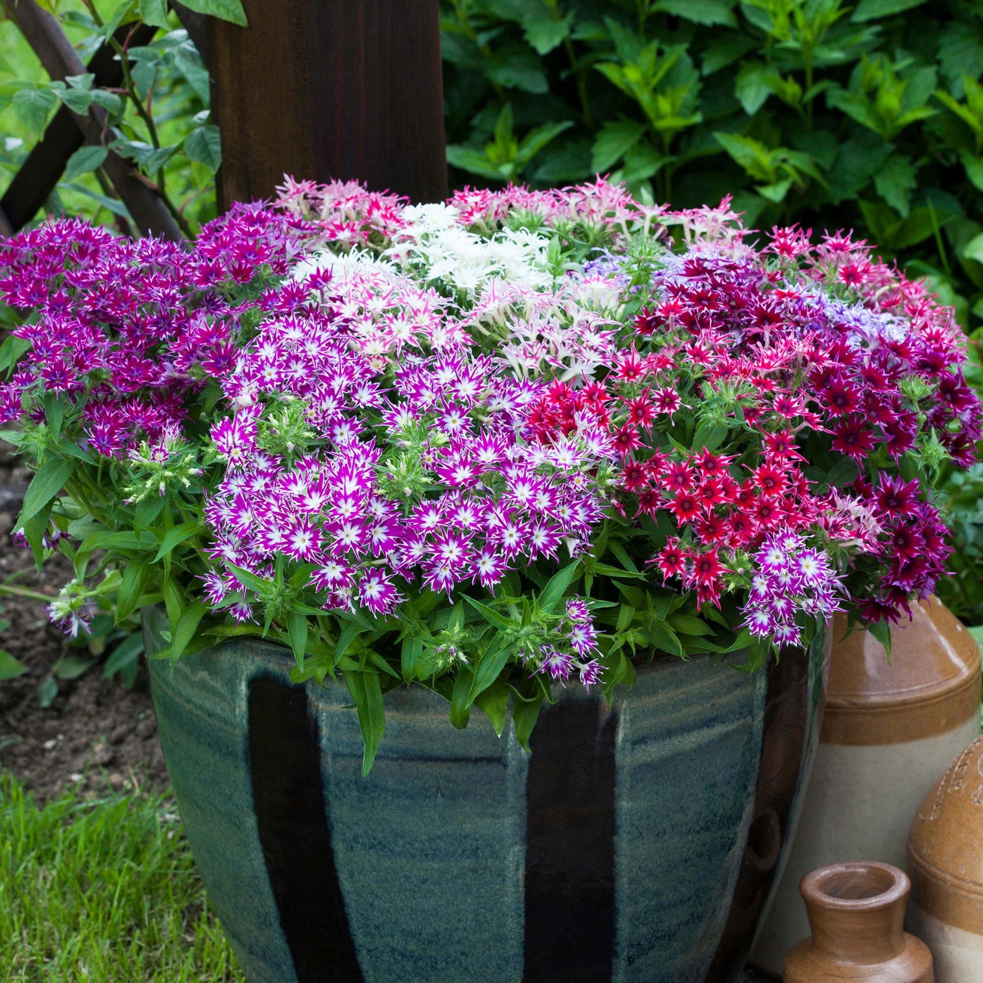 Phlox, Popstars Mix