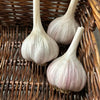 Garlic - 1lb