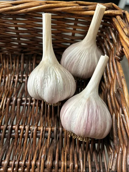 Garlic - 1lb
