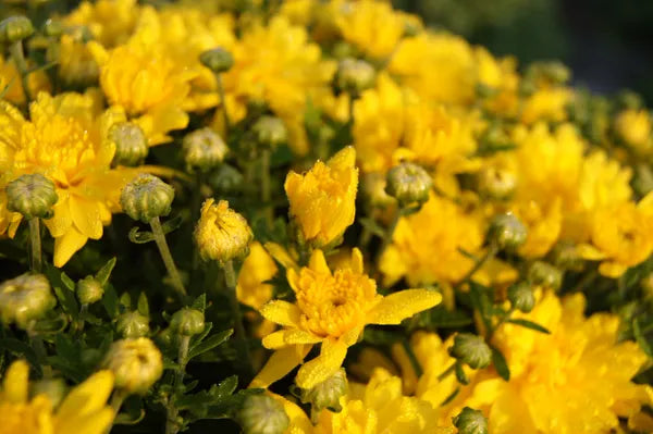 Fall Hardy Mums - Chrysanthemum - Yellow/Gold