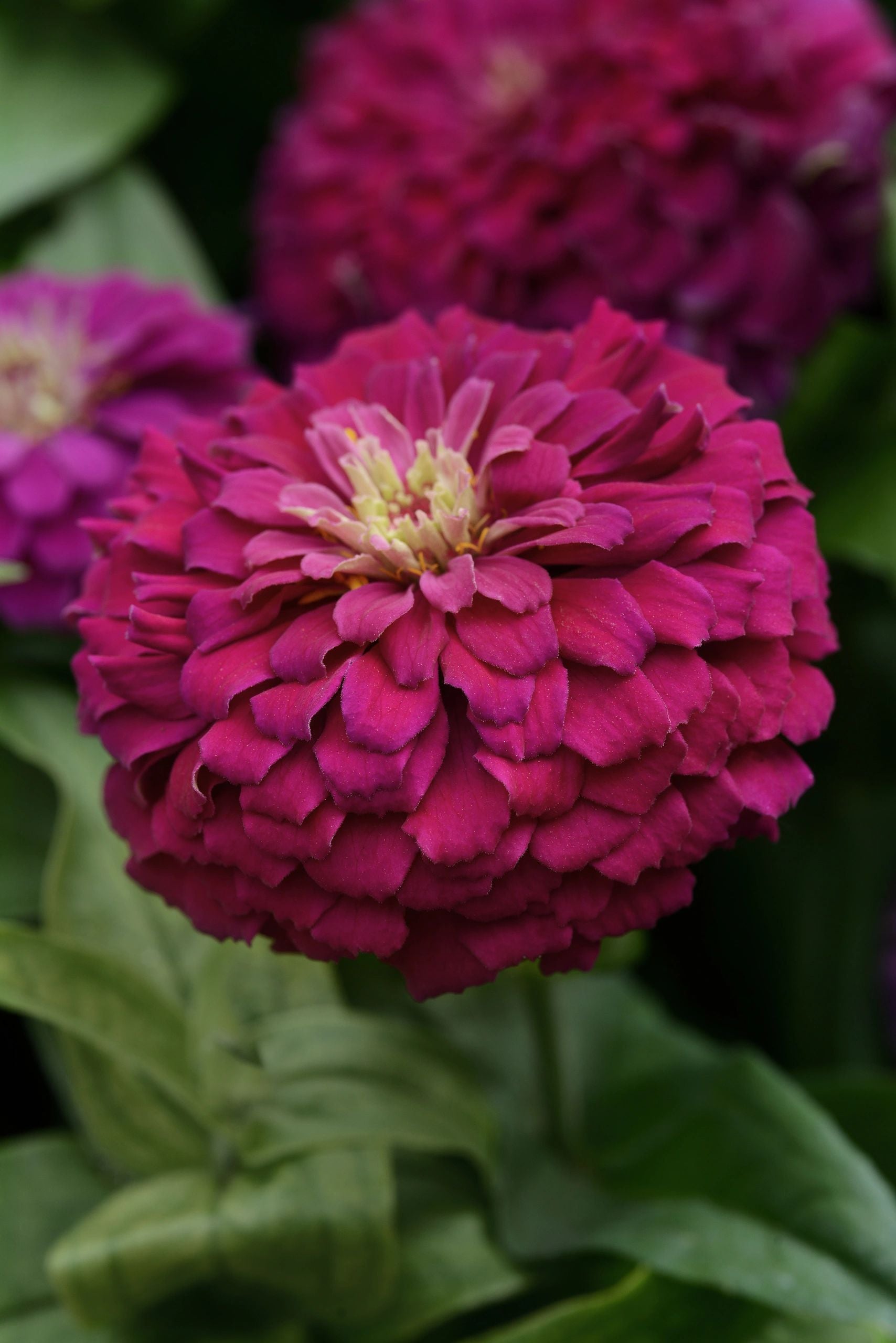 Zinnia, Zesty Purple